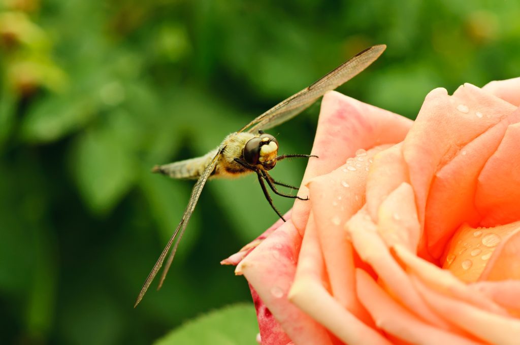 Dragonfly sitting on the rose in garden, macro, natural background